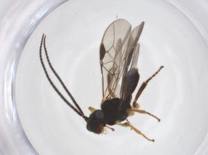  ( - CBG-A52848-A10)  @11 [ ] CreativeCommons - Attribution Share - Alike (2024) Centre for Biodiversity Genomics Centre for Biodiversity Genomics