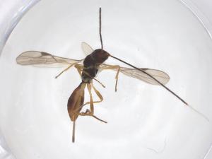  ( - CBG-A52848-A12)  @11 [ ] CreativeCommons - Attribution Share - Alike (2024) Centre for Biodiversity Genomics Centre for Biodiversity Genomics