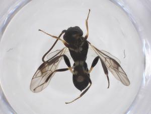  ( - CBG-A52848-C04)  @11 [ ] CreativeCommons - Attribution Share - Alike (2024) Centre for Biodiversity Genomics Centre for Biodiversity Genomics