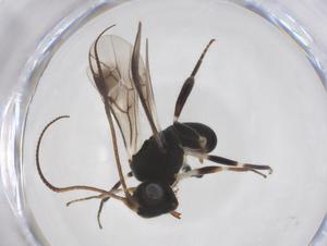  ( - CBG-A52848-D05)  @11 [ ] CreativeCommons - Attribution Share - Alike (2024) Centre for Biodiversity Genomics Centre for Biodiversity Genomics