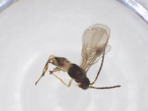  ( - CBG-A52848-E03)  @11 [ ] CreativeCommons - Attribution Share - Alike (2024) Centre for Biodiversity Genomics Centre for Biodiversity Genomics