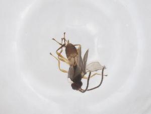  ( - CBG-A52848-E04)  @11 [ ] CreativeCommons - Attribution Share - Alike (2024) Centre for Biodiversity Genomics Centre for Biodiversity Genomics