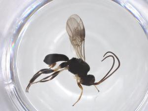  ( - CBG-A52848-E12)  @11 [ ] CreativeCommons - Attribution Share - Alike (2024) Centre for Biodiversity Genomics Centre for Biodiversity Genomics