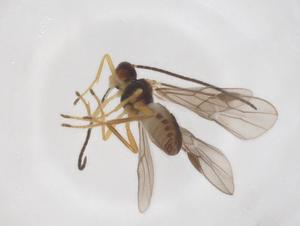  ( - CBG-A52848-F02)  @11 [ ] CreativeCommons - Attribution Share - Alike (2024) Centre for Biodiversity Genomics Centre for Biodiversity Genomics