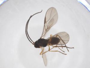  ( - CBG-A52848-F03)  @11 [ ] CreativeCommons - Attribution Share - Alike (2024) Centre for Biodiversity Genomics Centre for Biodiversity Genomics