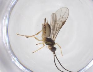  ( - CBG-A52848-F05)  @11 [ ] CreativeCommons - Attribution Share - Alike (2024) Centre for Biodiversity Genomics Centre for Biodiversity Genomics