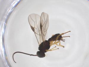  ( - CBG-A52848-F06)  @11 [ ] CreativeCommons - Attribution Share - Alike (2024) Centre for Biodiversity Genomics Centre for Biodiversity Genomics