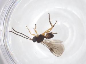  ( - CBG-A52848-H05)  @11 [ ] CreativeCommons - Attribution Share - Alike (2024) Centre for Biodiversity Genomics Centre for Biodiversity Genomics