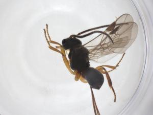  ( - CBG-A52849-A04)  @11 [ ] CreativeCommons - Attribution Share - Alike (2024) Centre for Biodiversity Genomics Centre for Biodiversity Genomics