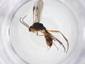  ( - CBG-A52849-A07)  @11 [ ] CreativeCommons - Attribution Share - Alike (2024) Centre for Biodiversity Genomics Centre for Biodiversity Genomics