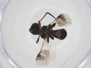  ( - CBG-A52849-C04)  @11 [ ] CreativeCommons - Attribution Share - Alike (2024) Centre for Biodiversity Genomics Centre for Biodiversity Genomics