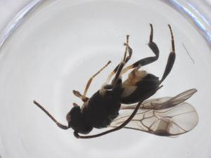  ( - CBG-A52849-D06)  @11 [ ] CreativeCommons - Attribution Share - Alike (2024) Centre for Biodiversity Genomics Centre for Biodiversity Genomics