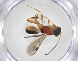  ( - CBG-A52849-G08)  @11 [ ] CreativeCommons - Attribution Share - Alike (2024) Centre for Biodiversity Genomics Centre for Biodiversity Genomics