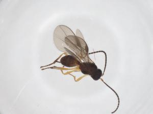  ( - CBG-A52849-G09)  @11 [ ] CreativeCommons - Attribution Share - Alike (2024) Centre for Biodiversity Genomics Centre for Biodiversity Genomics