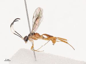  (crypMalaise01 crypMalaise01 Malaise2338 - CCDB-31606-E10)  @11 [ ] CreativeCommons - Attribution Share - Alike (2024) CBG Photography Group Centre for Biodiversity Genomics