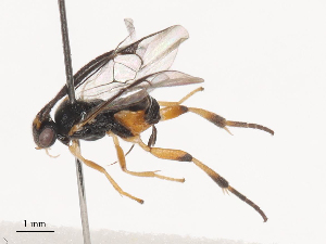  ( - CCDB-31606-G04)  @11 [ ] CreativeCommons - Attribution Share - Alike (2024) CBG Photography Group Centre for Biodiversity Genomics