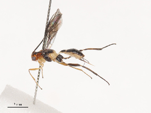  (Meteorus Malaise4593 - CCDB-31606-G10)  @11 [ ] CreativeCommons - Attribution Share - Alike (2024) CBG Photography Group Centre for Biodiversity Genomics