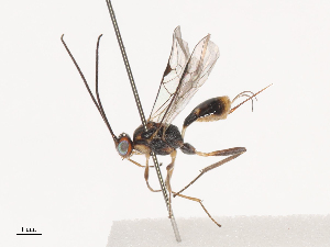  ( - CCDB-31606-H01)  @11 [ ] CreativeCommons - Attribution Share - Alike (2024) CBG Photography Group Centre for Biodiversity Genomics