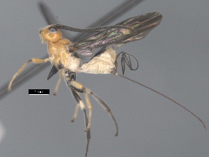  ( - CCDB-38206-F09)  @11 [ ] CreativeCommons - Attribution Share Alike (2024) CBG Photography Group Centre for Biodiversity Genomics