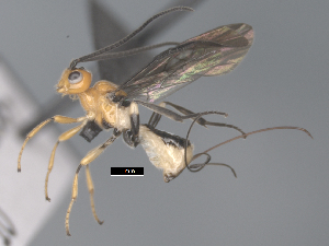  ( - CCDB-38206-F10)  @11 [ ] CreativeCommons - Attribution Share Alike (2024) CBG Photography Group Centre for Biodiversity Genomics