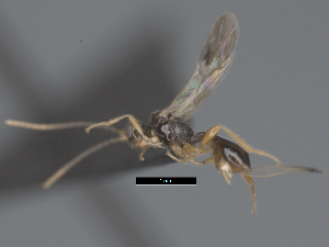  (doryMalaise01 Malaise8053 - CCDB-38206-G09)  @11 [ ] CreativeCommons - Attribution Share Alike (2024) CBG Photography Group Centre for Biodiversity Genomics