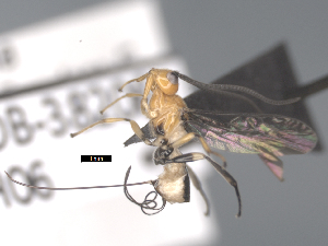  ( - CCDB-38206-H06)  @11 [ ] CreativeCommons - Attribution Share Alike (2024) CBG Photography Group Centre for Biodiversity Genomics