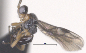  (Centistes Malaise8020 - CCDB-38197-D05)  @11 [ ] CreativeCommons - Attribution (2023) Michael Sharkey Centre for Biodiversity Genomics