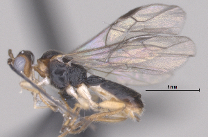  ( - CCDB-38196-D07)  @11 [ ] CreativeCommons - Attribution (2023) Michael Sharkey Centre for Biodiversity Genomics