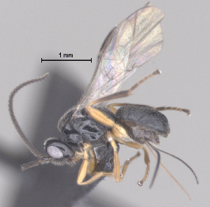  (Triaspis Malaise1080 - CCDB-38197-E03)  @11 [ ] CreativeCommons - Attribution (2023) Michael Sharkey Centre for Biodiversity Genomics