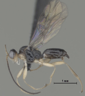  (Centistes Malaise1639 - CCDB-38198-E07)  @11 [ ] CreativeCommons - Attribution (2023) Michael Sharkey Centre for Biodiversity Genomics