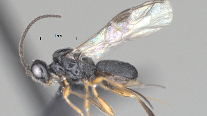  (Triaspis Malaise9924 - CCDB-38214-E07)  @11 [ ] CreativeCommons - Attribution (2023) Michael Sharkey Centre for Biodiversity Genomics