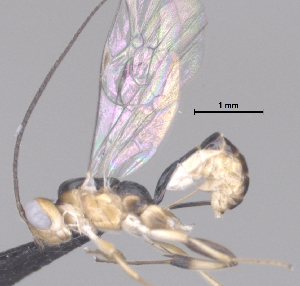  (Mesochorus Malaise2776 - CCDB-38197-G06)  @11 [ ] CreativeCommons - Attribution (2023) Michael Sharkey Centre for Biodiversity Genomics