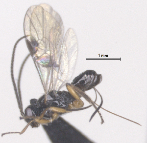  (Diospilus Malaise2122 - CCDB-38197-H09)  @11 [ ] CreativeCommons - Attribution (2023) Michael Sharkey Centre for Biodiversity Genomics