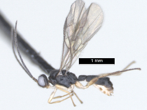  ( - MJS0388.5)  @11 [ ] CreativeCommons - Attribution Share - Alike (2024) Michael Sharkey University of Kentucky