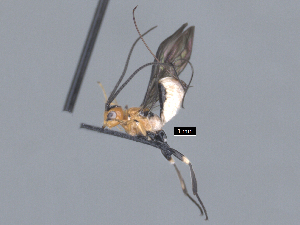  ( - MJS0391.2)  @11 [ ] CreativeCommons - Attribution Share - Alike (2024) Michael Sharkey University of Kentucky