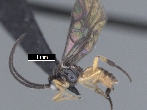  (Proterops Malaise2204 - MJS0392.2)  @11 [ ] CreativeCommons - Attribution Share - Alike (2024) Michael Sharkey University of Kentucky