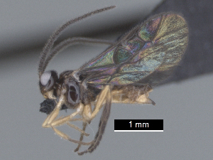  ( - MJS0392.3)  @11 [ ] CreativeCommons - Attribution Share - Alike (2024) Michael Sharkey University of Kentucky