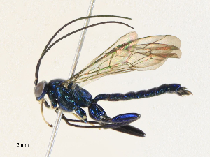  ( - CBG-A30024-C01)  @11 [ ] CreativeCommons - Attribution Share - Alike (2024) CBG Photography Group Centre for Biodiversity Genomics