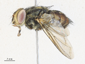  (Billaea Janzen4243 - CBG-A30127-D01)  @11 [ ] CreativeCommons - Attribution Share - Alike (2024) CBG Photography Group Centre for Biodiversity Genomics
