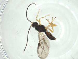  (opiMalaise01 Malaise3032 - CBG-A30363-H09)  @11 [ ] CreativeCommons - Attribution Share - Alike (2024) Centre for Biodiversity Genomics Centre for Biodiversity Genomics