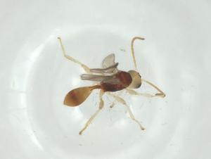  ( - CBG-A30366-E09)  @11 [ ] CreativeCommons - Attribution Share - Alike (2024) Centre for Biodiversity Genomics Centre for Biodiversity Genomics