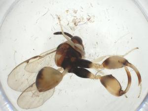  (chalMalaise01 Malaise2261 - CBG-A30396-F01)  @11 [ ] CreativeCommons - Attribution Share - Alike (2024) Centre for Biodiversity Genomics Centre for Biodiversity Genomics