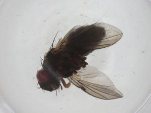  (Chaetostigmoptera malaise8023 - CBG-A30525-A11)  @11 [ ] CreativeCommons - Attribution Share - Alike (2024) Centre for Biodiversity Genomics Centre for Biodiversity Genomics