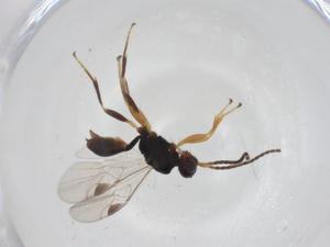  (Leiophron Malaise4279 - CBG-A30533-E11)  @11 [ ] CreativeCommons - Attribution Share - Alike (2024) Centre for Biodiversity Genomics Centre for Biodiversity Genomics