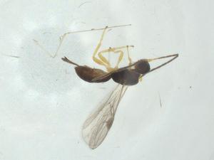  (Heterospilus malaise0210 - CBG-A30566-D06)  @11 [ ] CreativeCommons - Attribution Share - Alike (2024) Centre for Biodiversity Genomics Centre for Biodiversity Genomics