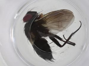  (Lixophaga Malaise5260 - CBG-A30569-A01)  @11 [ ] CreativeCommons - Attribution Share - Alike (2024) Centre for Biodiversity Genomics Centre for Biodiversity Genomics