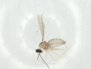  (Tachina Malaise6662 - CBG-A30573-E02)  @11 [ ] CreativeCommons - Attribution Share - Alike (2024) Centre for Biodiversity Genomics Centre for Biodiversity Genomics