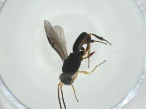  (Chelonus malaise1346 - CBG-A30574-F09)  @11 [ ] CreativeCommons - Attribution Share - Alike (2024) Centre for Biodiversity Genomics Centre for Biodiversity Genomics