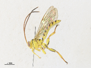  (Xanthopimpla auritaDHJ01 - CBG-A30946-B04)  @11 [ ] CreativeCommons - Attribution Share - Alike (2024) CBG Photography Group Centre for Biodiversity Genomics