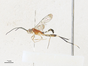  (ichneuMalaise01 Malaise1673 - CBG-A30947-A08)  @11 [ ] CreativeCommons - Attribution Share - Alike (2024) CBG Photography Group Centre for Biodiversity Genomics